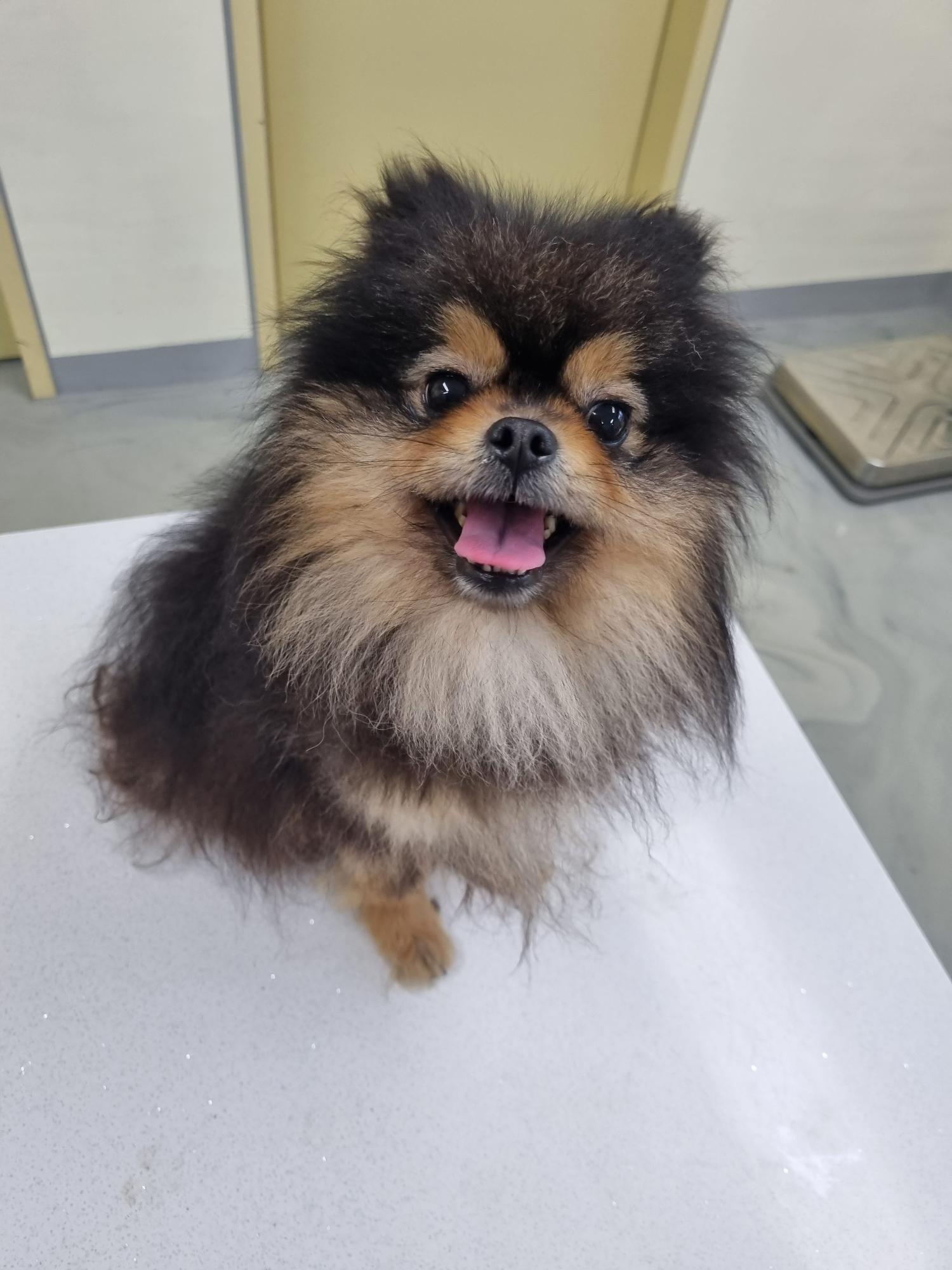 아산동물복지지원센터_444452202301366